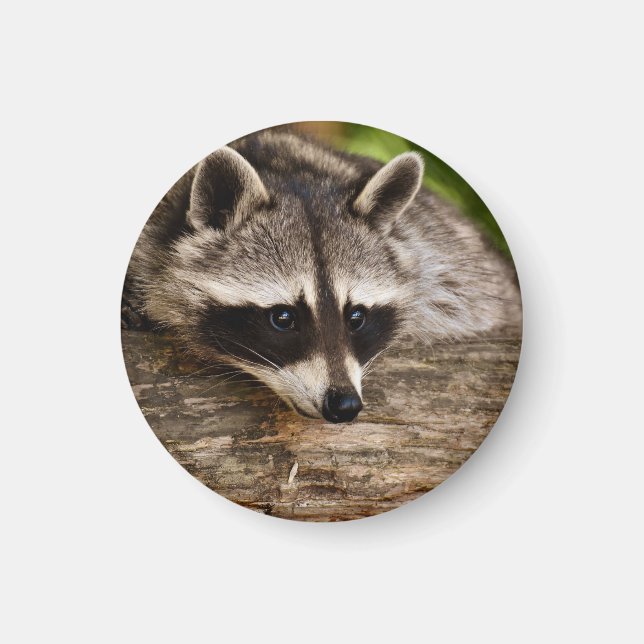 Niedlicher Raccoon-Ruhen auf einem Protokoll Magnet (Vorne)
