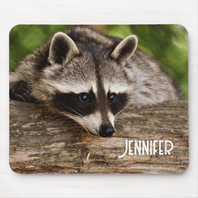 Niedlicher Raccoon-Ruhen auf einem Protokoll Mousepad (Vorne)