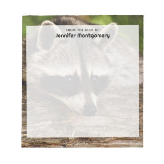 Niedlicher Raccoon-Ruhen auf einem Protokoll Notizblock