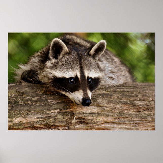 Niedlicher Raccoon-Ruhen auf einem Protokoll Poster (Vorne)