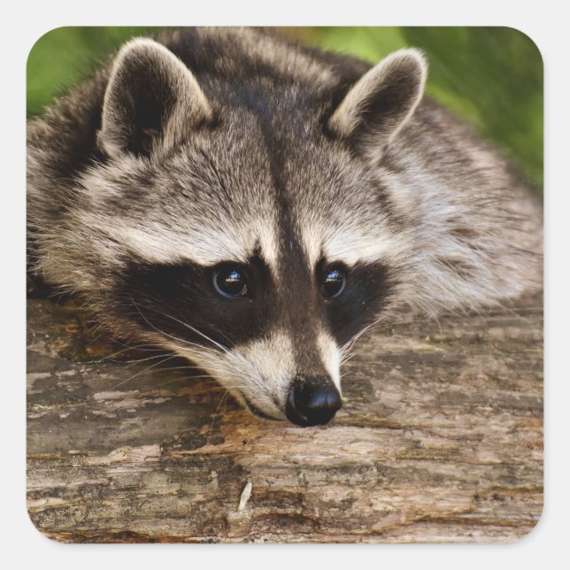 Niedlicher Raccoon-Ruhen auf einem Protokoll Quadratischer Aufkleber (Vorderseite)
