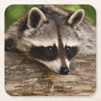 Niedlicher Raccoon-Ruhen auf einem Protokoll