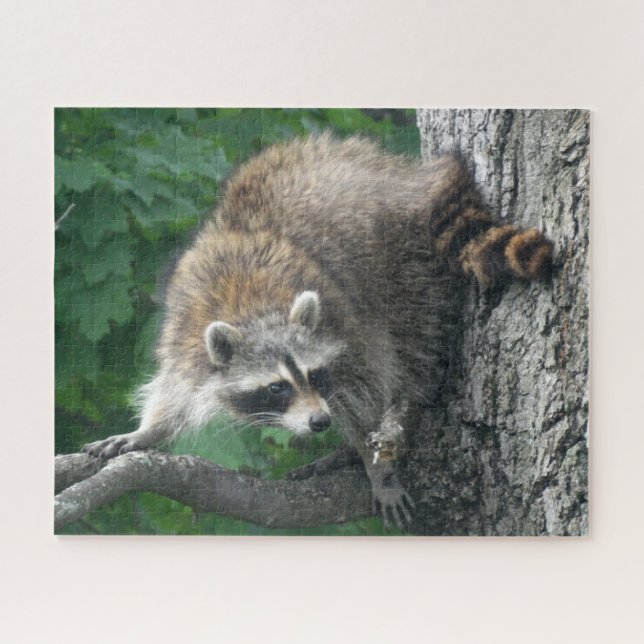 Niedlicher Raccoon-voller Körper im Eichen-Baum Puzzle (Horizontal)