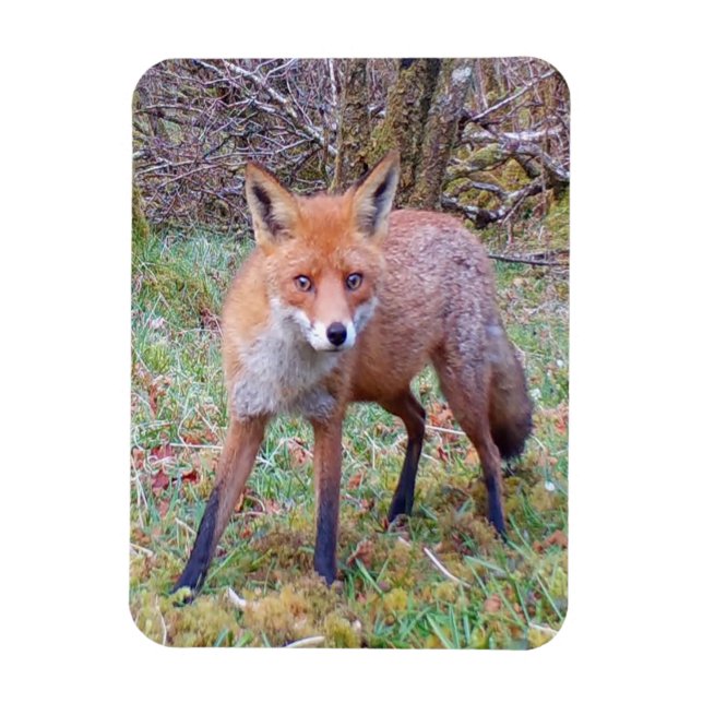 Niedlicher Red Fox-Foto-Magnet für vertikale Flexi Magnet (Vertikal)