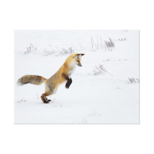Niedlicher Red Fox Jumping Leinwanddruck