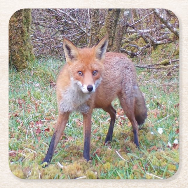 Niedlicher Red Fox-Untersetzer Rechteckiger Pappuntersetzer (Vorderseite)
