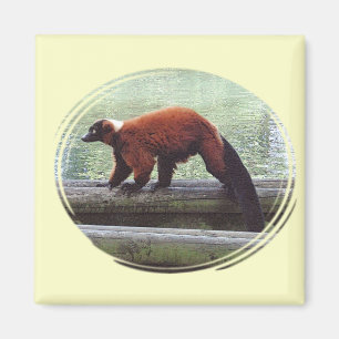 Niedlicher Red Ruffed Lemur Red Fur White Neck Magnet
