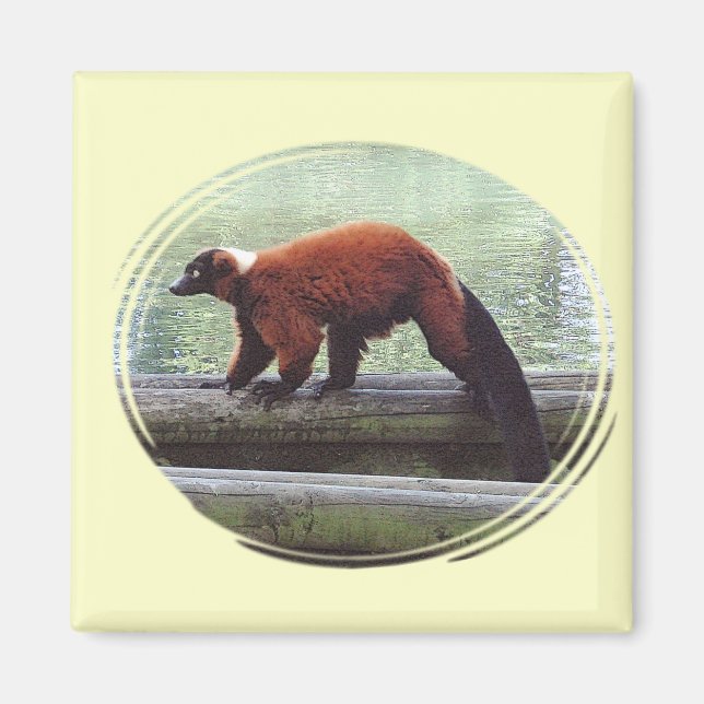 Niedlicher Red Ruffed Lemur Red Fur White Neck Magnet (Vorne)