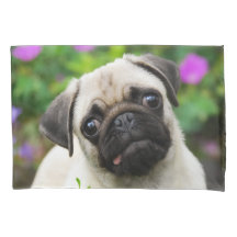 Niedlicher rehbrauner Mops-Welpen-Hund -