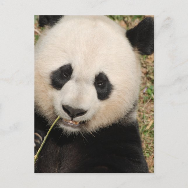 Niedlicher Riesenbär Postkarte (Vorderseite)