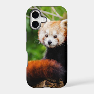 Niedlicher roter Panda-Bär