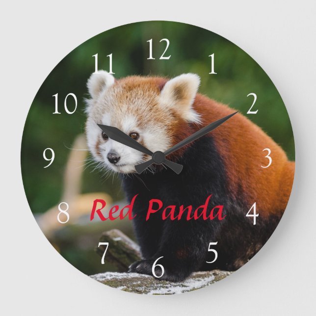 Niedlicher Roter Panda Nature Foto Roter Text Große Wanduhr (Vorderseite)