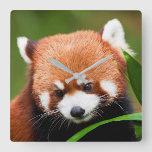 Niedlicher Roter Panda Quadratische Wanduhr