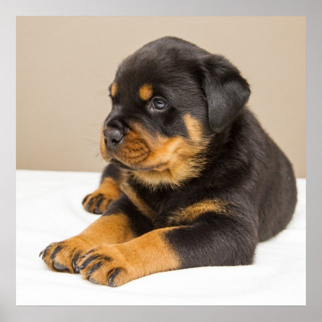 Niedlicher Rottweiler Poster (Vorne)