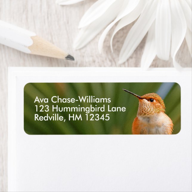 Niedlicher Rufous Hummingbird in Erholung (Insitu)