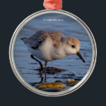Niedlicher Sandpiper Wandern am Winter Beach Ornament Aus Metall<br><div class="desc">Veranderlings sind winzige — und überraschenderweise ziemlich leicht zu erreichende — Zugvögel, die sich in den kältesten Wintermonaten an den Stränden von Vancouver leicht finden lassen. Dieser spazierte ziemlich gemütlich am Ufer. Fotografiert an einem sehr sonnigen und geschäftigen Winternachmittag im Boundary Bay Regional Park. Basierend auf der Originalfotografie von W.H....</div>