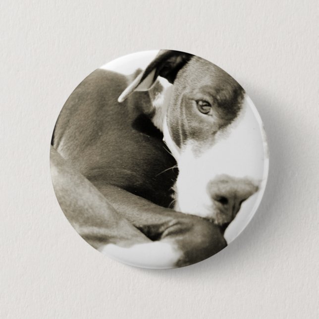 niedlicher, schläfriger Grubenbulling Button (Vorderseite)