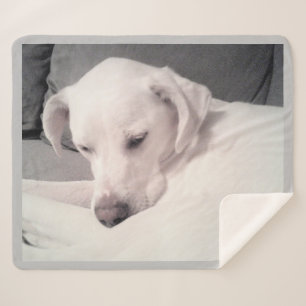 Niedlicher Schläfrigkeit Weißer Labrador Mix Hund  Sherpadecke