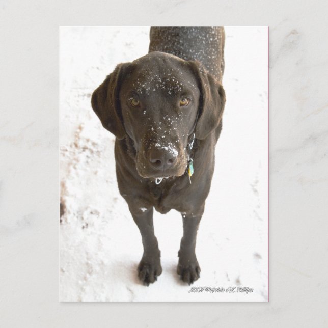 Niedlicher Schneeflocken Schokolade Labrador Postkarte (Vorderseite)
