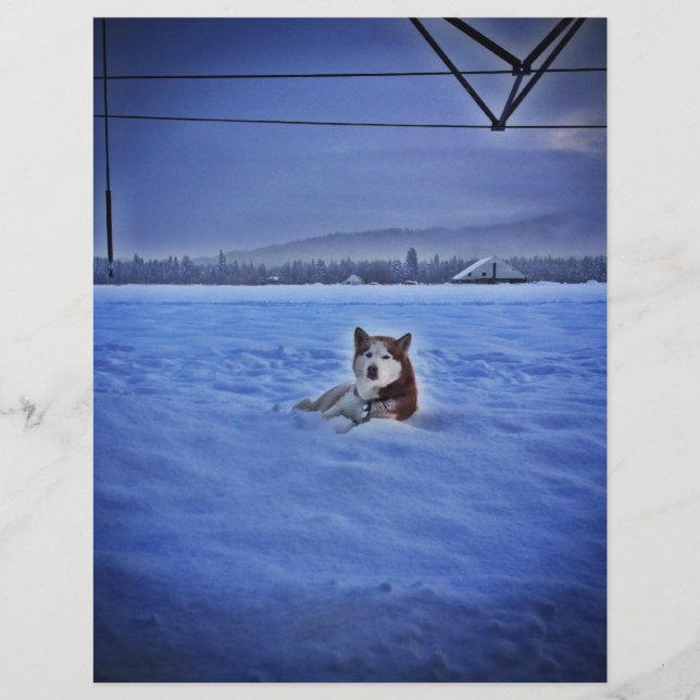 niedlicher Schneehund (Vorderseite)