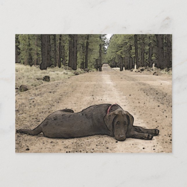 Niedlicher Schokolade-Labrador auf einem Waldweg Postkarte (Vorderseite)