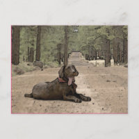 Niedlicher Schokolade-Labrador auf einem Waldweg