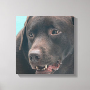 Niedlicher Schokoladen-Labrador-Leinwand-Druck Leinwanddruck