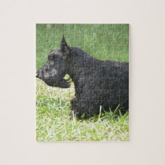 Niedlicher schottischer Terrier Puzzle