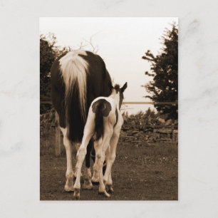 niedlicher Schwanz Postkarte