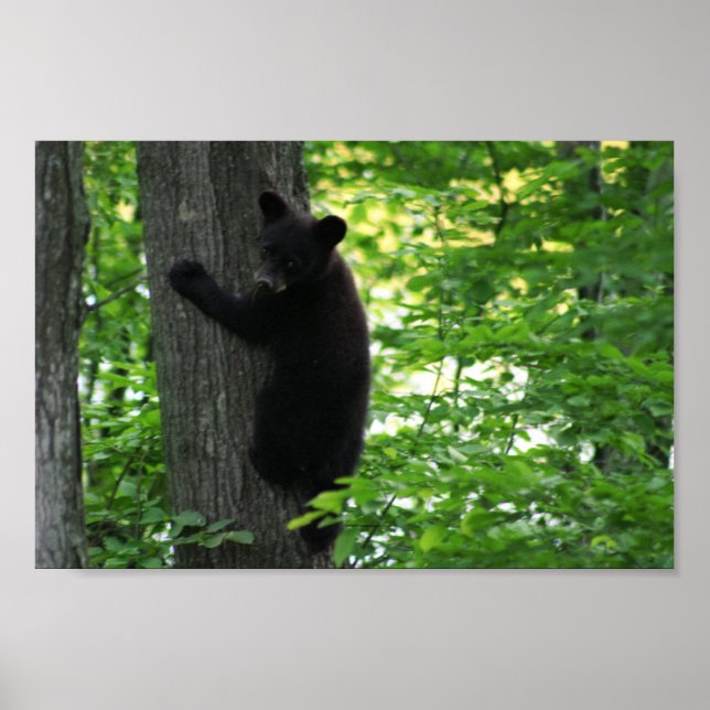 Niedlicher Schwarzer Bär Klettern auf dem Baum im  Poster (Vorne)