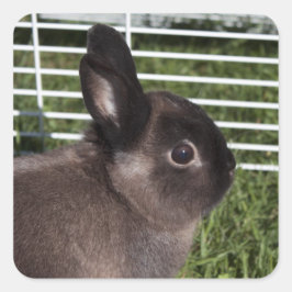 Niedlicher schwarzer Hase auf grünem Gras Quadratischer Aufkleber