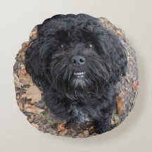 Niedlicher schwarzer Hund