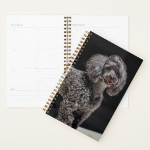 Niedlicher schwarzer Poodle Hund Kopf Lächeln Planer