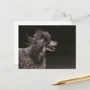 Niedlicher Schwarzer-Poodle-Kopf-Wind Postkarte