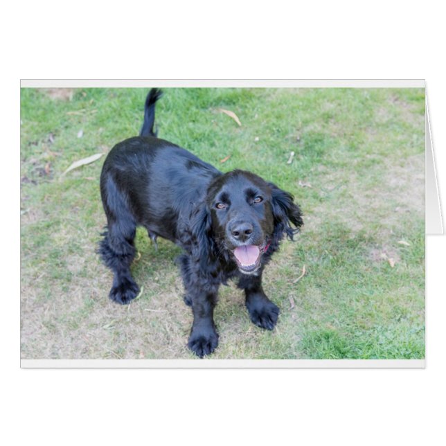 Niedlicher Schwarzer Welpe (Vorderseite (Horizontal))