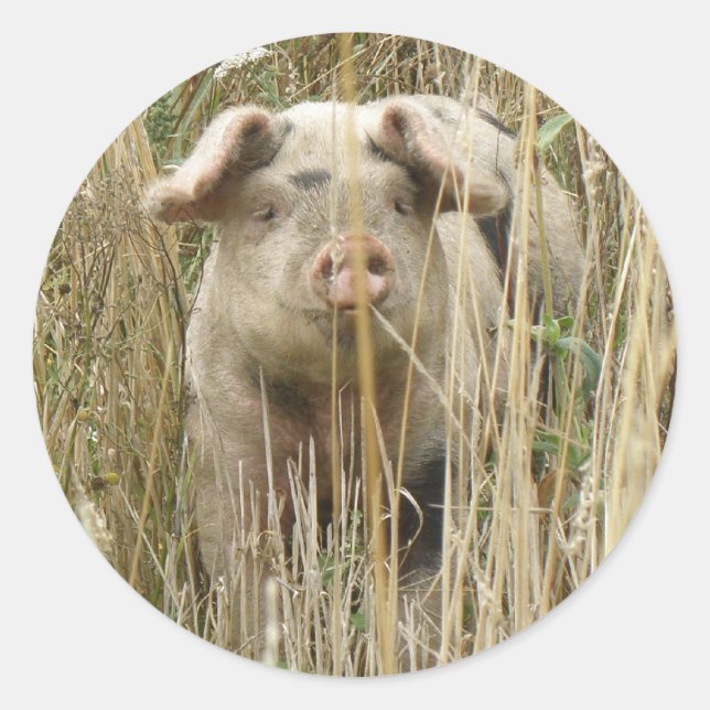 Niedlicher Schweineschrift Runder Aufkleber (Vorderseite)