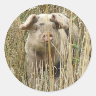 Niedlicher Schweineschrift Runder Aufkleber