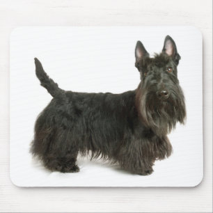 Niedlicher Scottish Terrier Welpe Dog Mousepad