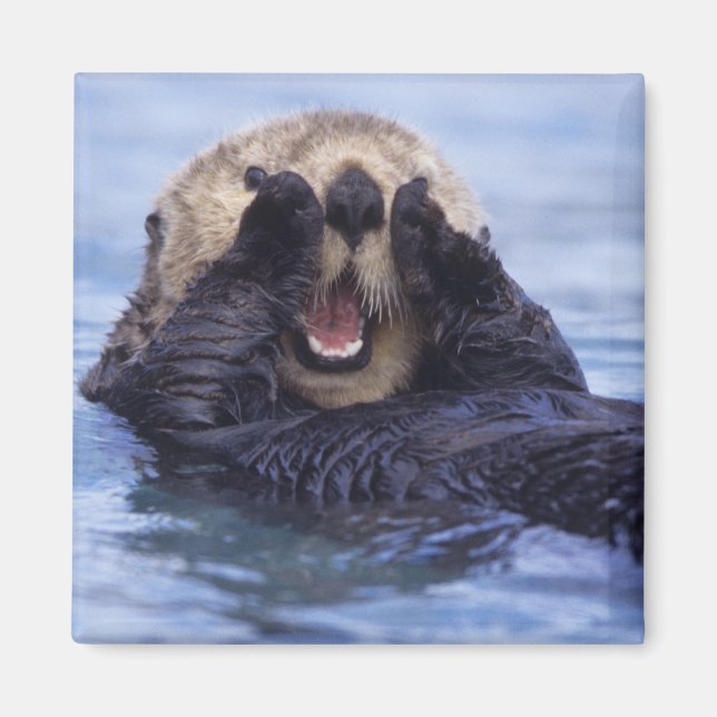 Niedlicher Seeotter | Alaska, USA Magnet (Vorne)
