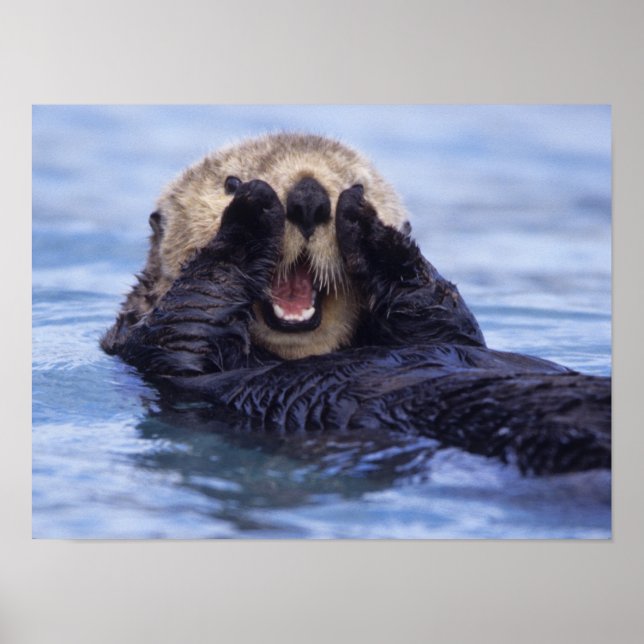 Niedlicher Seeotter | Alaska, USA Poster (Vorne)