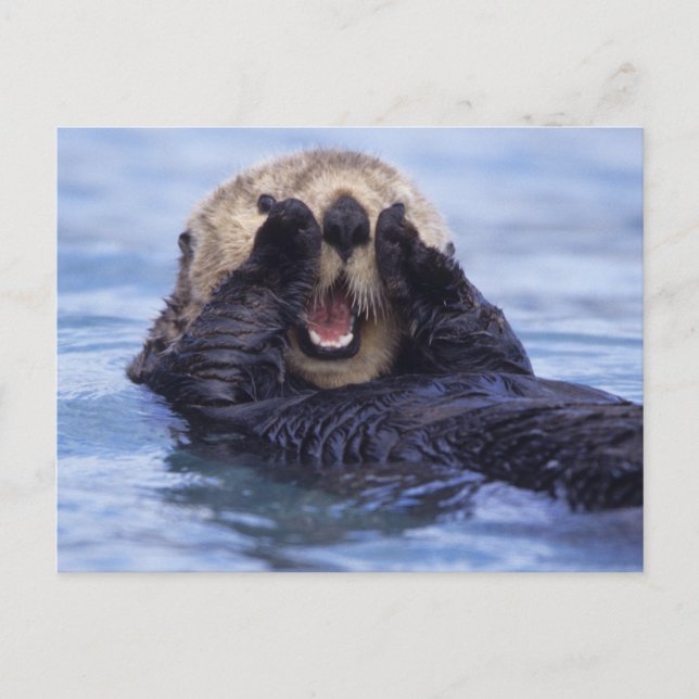 Niedlicher Seeotter | Alaska, USA Postkarte (Vorderseite)