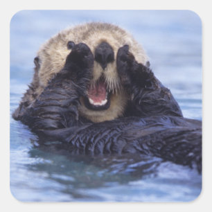Niedlicher Seeotter   Alaska, USA Quadratischer Aufkleber