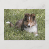 Niedlicher Shetland Sheepdog Welpe im Gras