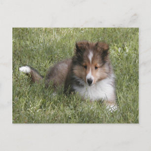 Niedlicher Shetland Sheepdog Welpe im Gras Postkarte