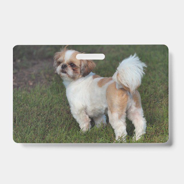 Niedlicher Shih Tzu Ausweis (Vorderseite)