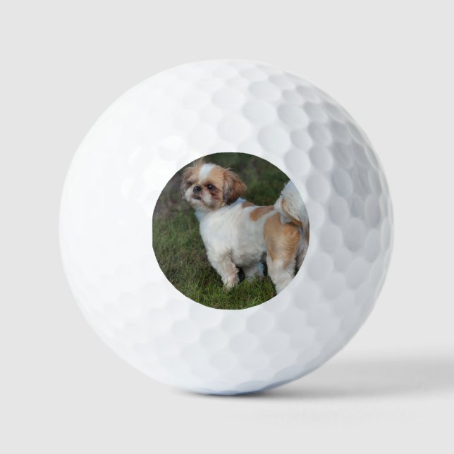 Niedlicher Shih tzu Golfball (Vorderseite)