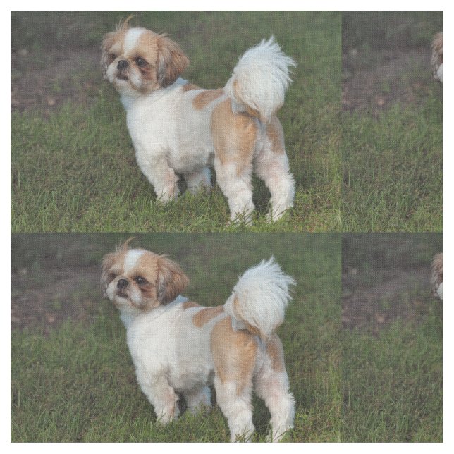 Niedlicher Shih Tzu Stoff (Nahaufnahme)