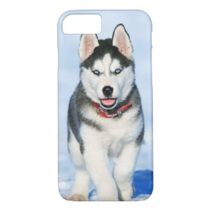Niedlicher Siberischer Husky-Welpenhund im Schnee Case-Mate iPhone Hülle