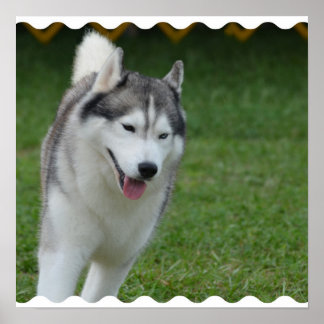 Niedlicher sibirischer Husky Poster