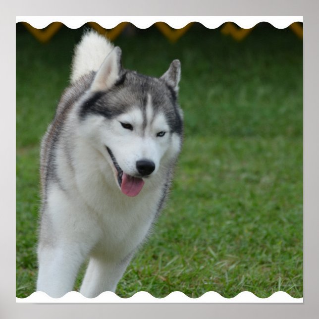 Niedlicher sibirischer Husky Poster (Vorne)